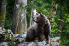 Portrait of a European brown bear in the Slovenian forest Notranjska-Slovenia Art Print